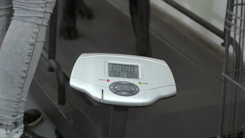 Dog walks at the treadmill Vídeos de archivo 87798371