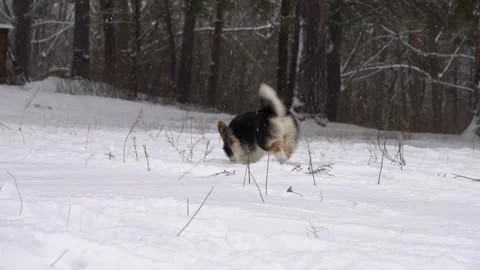 Dog walks in the winter forest Stock Footage 100756156