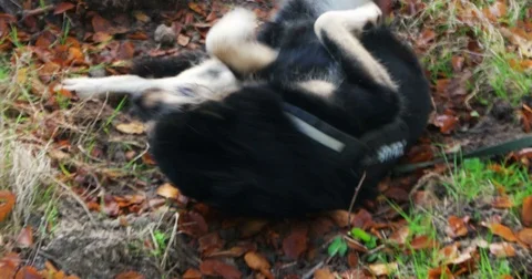 Dog wallowing in the Dirt Stock Footage 82186156
