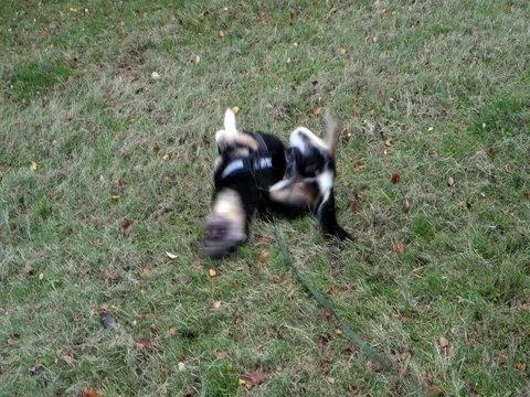 Dog wallowing in the Dirt Stock Footage 82186502