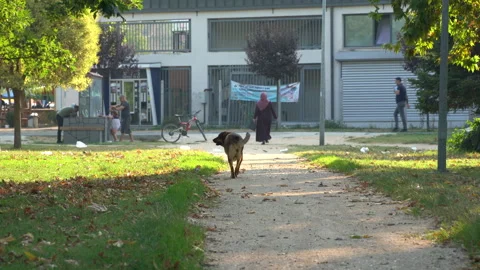 A dog wandering alone in the park Stock Footage 250398331