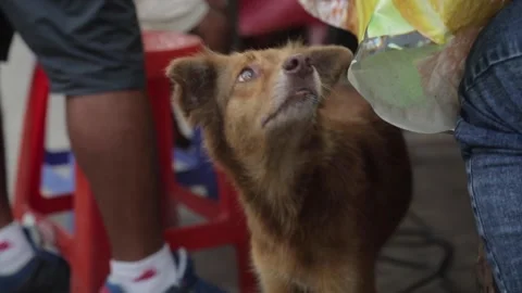 The dog wanders under the counters in a traditional street market. Stock Footage 135751804