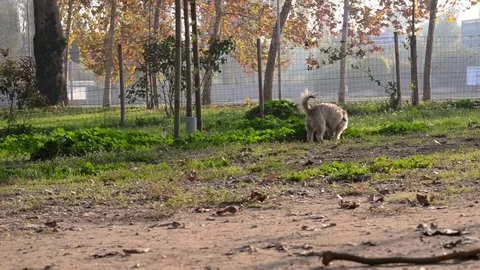 Dog that wanders within the dogs area Stock Footage 73515677