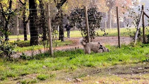 Dog that wanders within the dogs area Stock Footage 73515684