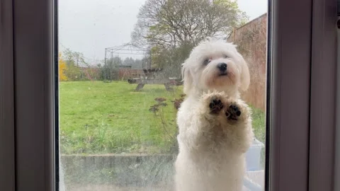 Dog wanting to be let inside. Stock Footage 173018267