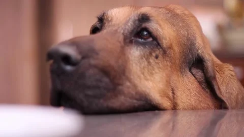 Dog Wanting Food Stock Footage 345452456