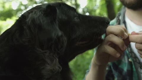 Dog wants to eat treat Stock Footage