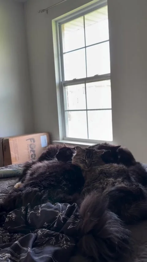 Dog Wants to Join Kitty Snuggle Pile - 08 Jul 2026 Vídeo Stock 342838367