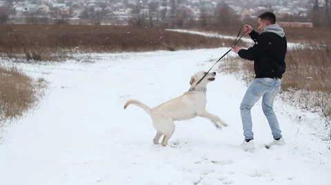 Dog wants to play Stock Footage 33471778