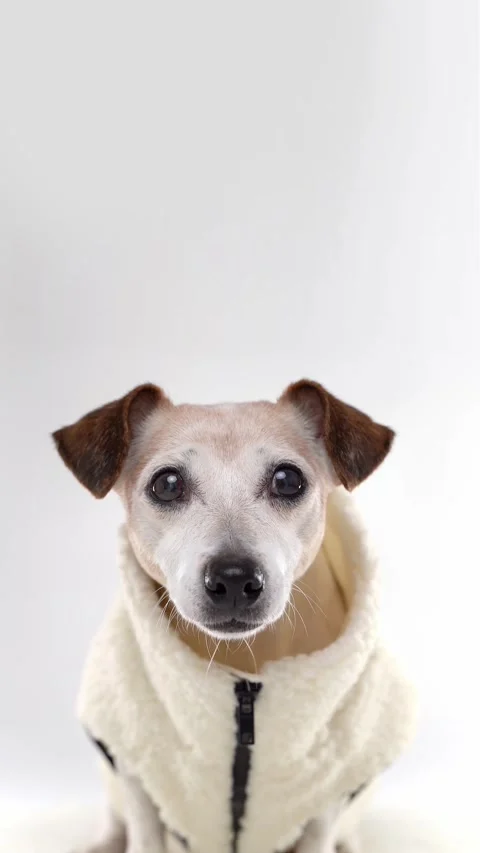Dog in warm beige clothes looking at camera Stock Footage 332352191