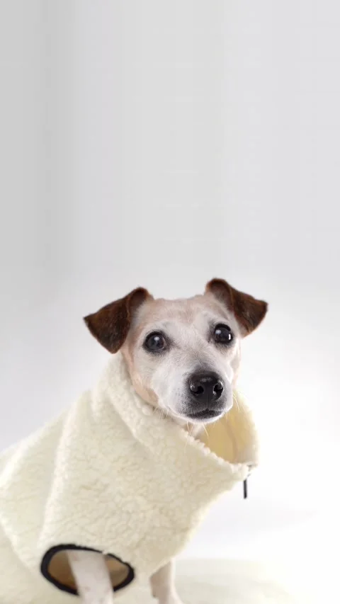 Dog in warm beige clothes in white studio Stock Footage 332352189