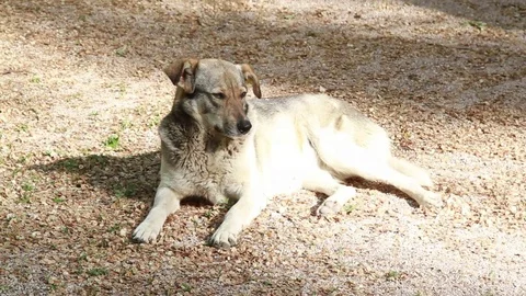 The dog is warming itself in the sun Stock Footage 76427040