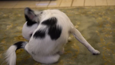 Dog was bitten by a flea Stockbeeldmateriaal 100427166