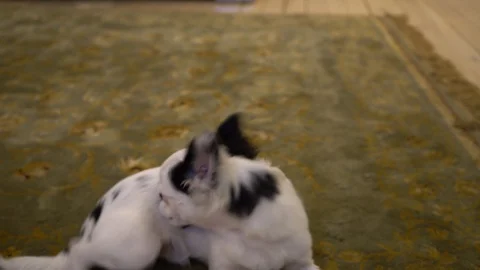 Dog was bitten by a flea Stock-Footage 100427324