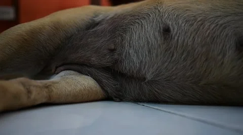 Dog was lying breathing on tile, Stock Footage 64699627