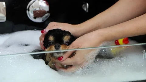 Dog wash masterclass with hydrobath in pet spa Stock Footage 170537901