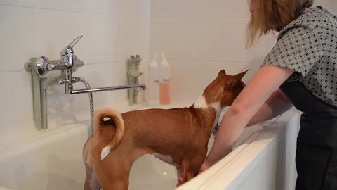 Dog wash before sharing Stock Footage 80194762