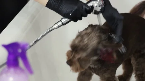 The dog is washed in the shower Stock Footage 79898640