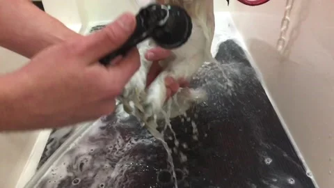 Dog Washed in Slow Motion Video stock 96404663