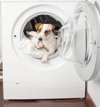 Dog in washer Stock Photos