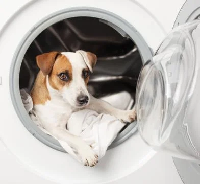 Dog in washer Stock Photos