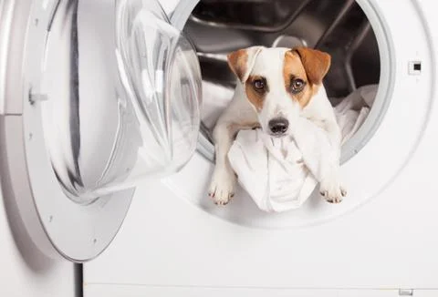 Dog in washer Stock Photos