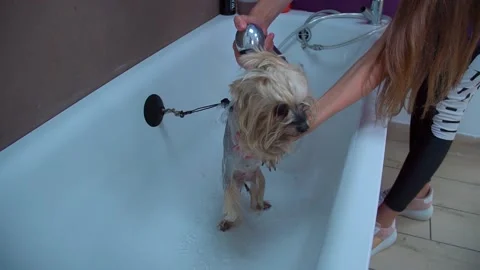 The dog washes in the shower Stock Footage 142664965