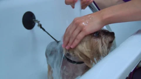 The dog washes in the shower Stock Footage 142665000