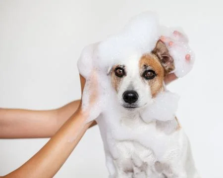 Dog washes with soap in bath Stock Photos