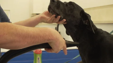 Dog Washing Stock Footage 50732515