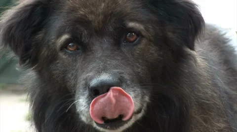Dog watches to camera Stock Footage 8419051