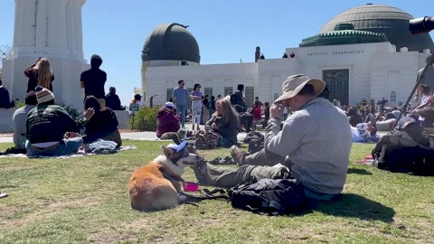 Dog Watches Solar Eclipse with Goggles at Griffith Observatory in Los Angeles Stock Footage 271312964