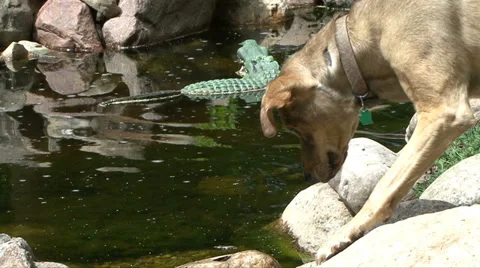 DOG WATCHES  SPAWNING FISH 库存影片 34957950