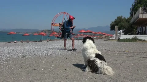 Dog is watching an airman testing the engine of his flying machine Video stock 142988955