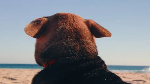 Dog watching Atlantic Ocean waves at sunset on scenic beach. Stock Footage 337315826