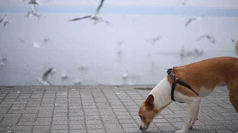 Dog Watching Birds Hovering 스톡 동영상 103398031