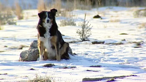 Dog Watching Bison (Bison bison) Stock Footage 93799055
