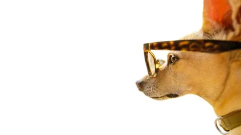 Dog watching at empty negative space Stock Photos