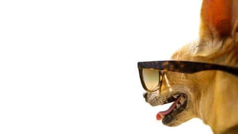 Dog watching at empty negative space Stock Photos