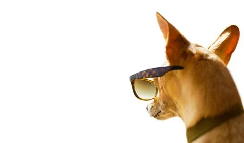 Dog watching at empty negative space Foto stock