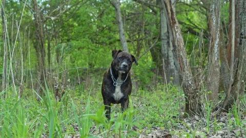 A dog watching in the forest. Stock Footage 285932239