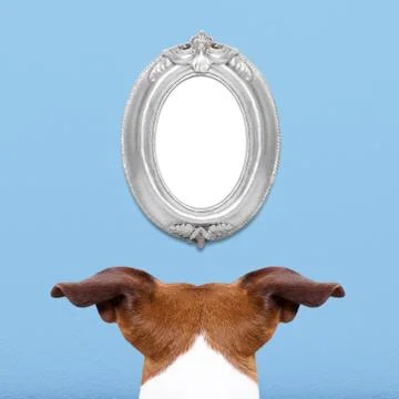 Dog watching a frame Foto stock