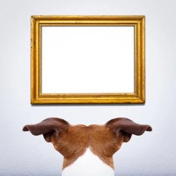 Dog watching a frame Stock Photos