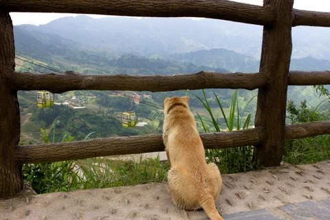 Dog watching gondola Stock Photos