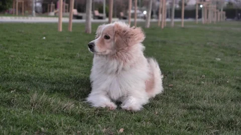 Dog is watching its environment in the park Stock Footage 166304058