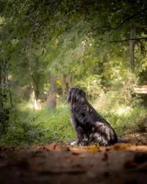 Dog Watching Light Through the Trees Stock Photos