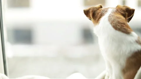 Dog watching looking to the window. small dog Jack Russell terrier. Close up Vídeo Stock 103848312
