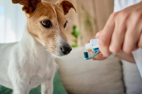 Dog watching owner put toothpaste on toothbrush 스톡 사진