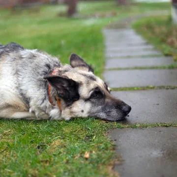 Dog watching a path 写真素材
