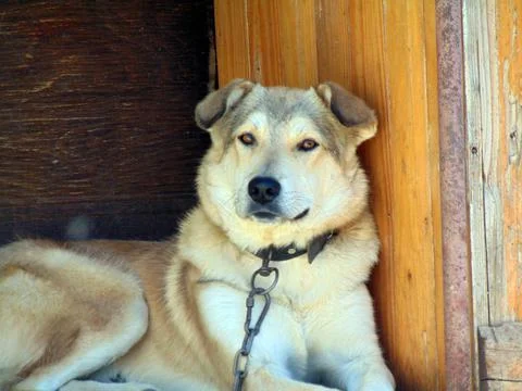 A dog is watching - pets Stock Photos